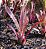 Billbergia Hallelujah - Air Plant - Imagem 3