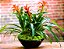 Guzmania Fiesta - Air Plant - Imagem 1