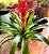 Guzmania Rubra - Air Plant - Imagem 1