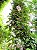 Hoya carnosa - Flor de cera - Imagem 4