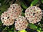 Hoya carnosa - Flor de cera - Imagem 2