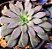 Echeveria Carnicolor - Suculenta - Imagem 1