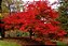 Acer Palmatum ou Bordo Japonês Muda - Outonal Vermelho - Imagem 1