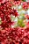Acer Palmatum ou Bordo Japonês Muda - Outonal Vermelho - Imagem 4