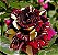 Kit 2 Tipos de Roseiras Raras : Rosa Abracadabra Multicor e  Rosa Negra Natural - Mudas Enxertadas - Imagem 2