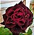 Kit 2 Tipos de Roseiras Raras : Rosa Abracadabra Multicor e  Rosa Negra Natural - Mudas Enxertadas - Imagem 3