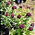 Kit 2 Tipos de Roseiras Raras : Rosa Abracadabra Multicor e  Rosa Negra Natural - Mudas Enxertadas - Imagem 4