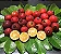 Kit 4 Frutíferas Nativas -  Araçá Vermelho - Camu Camu - Pitanga - Jabuticaba Híbrida - Imagem 5