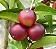 Kit 4 Frutíferas Nativas -  Araçá Vermelho - Camu Camu - Pitanga - Jabuticaba Híbrida - Imagem 2