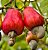 Caju Anão Precoce de Frutas Grandes Muda  - Produz em Vaso - Imagem 4