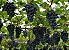 Uva Núbia - Bagas Grandes - Mudas Enxertadas - Indicada p/ Climas Quentes - Imagem 2