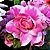 Azaleia Pétalas Mescladas Pink e Branco Flor Dobrada - Imagem 1