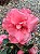 Azaleia Cor Rosa Flor Dobrada - Imagem 1