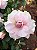 Azaleia cor Rosa Flor Dobrada - Imagem 1