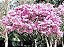 Kit c/ 7 Mudas de Árvores de 7 Cores de Flores Diferentes - Laranja - Branca - Rosa - Roxo - Amarelo - Vermelho e Azul Royal - Imagem 7