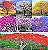 Kit c/ 7 Mudas de Árvores de 7 Cores de Flores Diferentes - Laranja - Branca - Rosa - Roxo - Amarelo - Vermelho e Azul Royal - Imagem 10