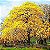 Kit c/ 7 Mudas de Árvores de 7 Cores de Flores Diferentes - Laranja - Branca - Rosa - Roxo - Amarelo - Vermelho e Azul Royal - Imagem 6