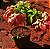 Mussaenda Rosa - Imagem 5