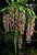 Orquidea Epigeneium Lyonii - Imagem 8