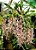 Orquidea Epigeneium Lyonii - Imagem 6