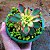 Aeonium Kiwi Tricolor - Belíssima Suculenta - Imagem 2