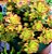 Aeonium Kiwi Tricolor - Muda de Suculenta - Imagem 4