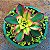 Aeonium Kiwi Tricolor - Muda de Suculenta - Imagem 1