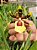 Orquídea  Odontocídio Wild Willie 'Bingo do Pacífico' - Pronta para Florir - Imagem 1
