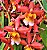 Orquidea Wilsonara Chococat - Pronta p/ Florir - Imagem 2