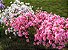 Kit c/ 2 mudas de Azaleias cor Branca e cor Pink - Imagem 6
