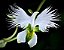 Orquídea Garça Branca - Extremamente Rara - Imagem 1