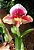 Orquídea Sapatinho Híbrido Paphiopedilum Willow Crest x Dicky Dolly - Imagem 2