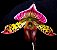 Orquídea Sapatinho Hibrida Paphiopedilum Raisin Eyes x Voodoo Nagic - Imagem 1