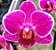 Orquidea Phalaenopsis Pink Muda - Imagem 1