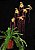 Orquídea Sapatinho Híbrida Paphiopedilum Sanderianum X Philippinense - Raridade e Exótica - Imagem 4