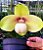 Orquídea Sapatinho Paphiopedilum hangianum Espécie Pura - Flor Gigante - Imagem 6