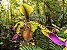 Orquídea Sapatinho Paphiopedilum Lowii - Espécie pura de Hastes MultiFlorais - Imagem 3