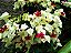 Planta Lagrima de Cristo - Semi-Trepadeira Arbustiva Lenhosa - Imagem 7