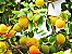Damasco Tropical - Kei Apple - Maçã Kei ou Dovyalis caffra - Arbustiva,  Deliciosa e Muito Produtiva - Imagem 4