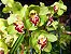 Orquídea Cymbidium Nobilis Gigante Cor Verde-Limão - Adulta - Imagem 4