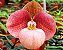 Orquidea Sapatinho Hibrida Paphiopedilum Micranthum x Hangianum Red - Flor Enorme - Imagem 1