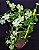 Planta Paraquedas ou Planta Guarda-Chuva  - Suculenta - Imagem 5