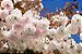 Cerejeira Mini-Sakura de Flores Brancas Dobradas Bonsai - Imagem 7