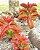 Kalanchoe Sexangularis - Suculenta - Imagem 3