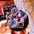 Echeveria 'Perle Von Nurnberg' - Suculenta - Imagem 8