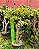 Mini Árvore da Felicidade ou Mini Jade - Plantas com 10 anos - Suculenta - Imagem 9