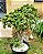 Mini Árvore da Felicidade ou Mini Jade - Plantas com 10 anos - Suculenta - Imagem 1
