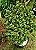 Mini Árvore da Felicidade ou Mini Jade - Plantas com 10 anos - Suculenta - Imagem 6