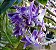 Orquídea Dendrobium Victoria Reginae ou Vitoria Regia - RARIDADE - Imagem 3