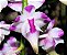 Orquídea Vanda Aerides Lawrenceae - Rara - Adulta - Imagem 6
